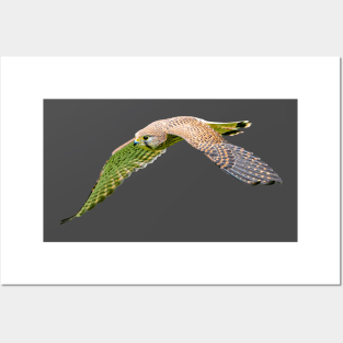 Female Kestrel on the hunt Posters and Art